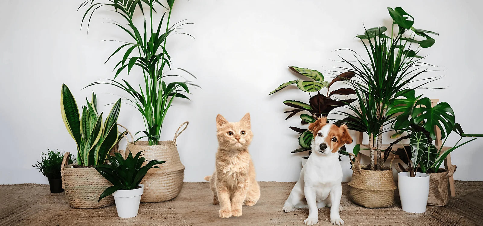 Eine flauschige orangefarbene Katze und ein kleiner weiß-brauner Hund sitzen auf einem Teppich, umgeben von haustierfreundlichen, grünen Zimmerpflanzen in dekorativen Körben.slider_item_QcDmir