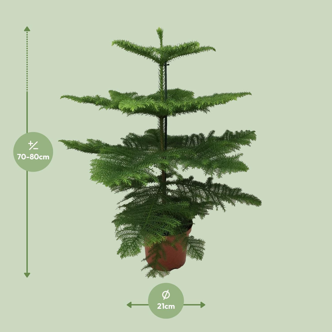 Zimmertanne / Norfolktanne (Araucaria Heterophylla) - Ø21cm - ↕70cm