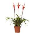 Bromelie Flammendes Schwert 'Elan' im eleganten Topf, haustierfreundlich und ideal für Katzen und Hunde, Ø12cm, ↕55cm.