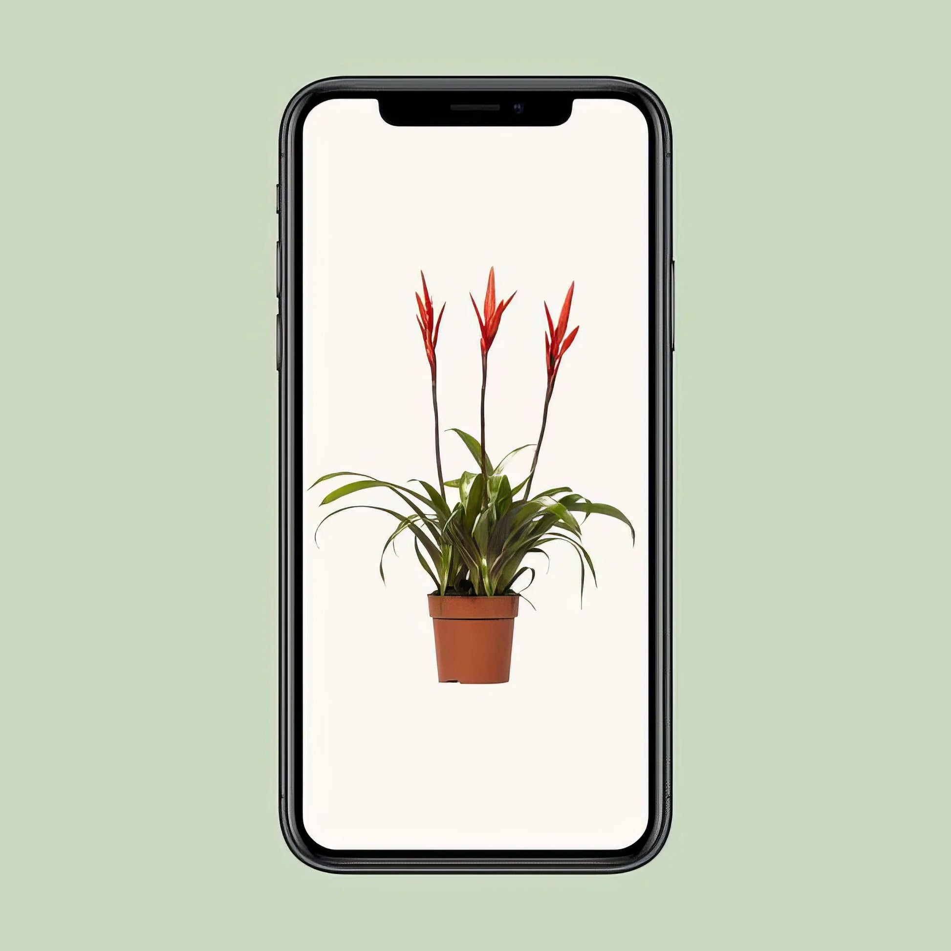 Bromelie Flammendes Schwert 'Elan' im Topf (Ø12cm, ↕55cm), ungiftig für Haustiere, ideal für moderne Wohnräume.