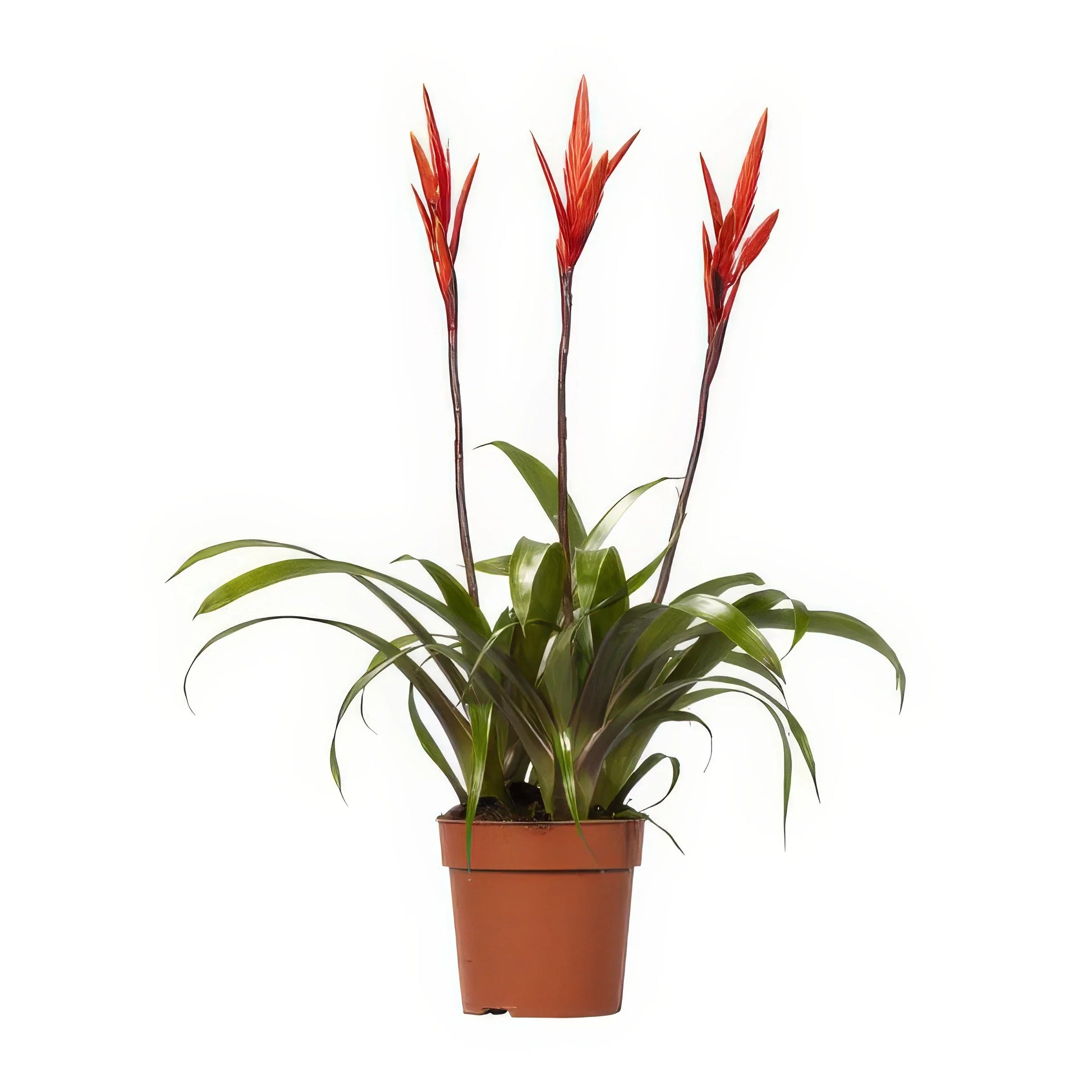 Bromelie Flammendes Schwert 'Elan', haustierfreundlich, im stilvollen Topf, Ø12cm, ideal für Katzen und Hunde, Höhe 55cm.