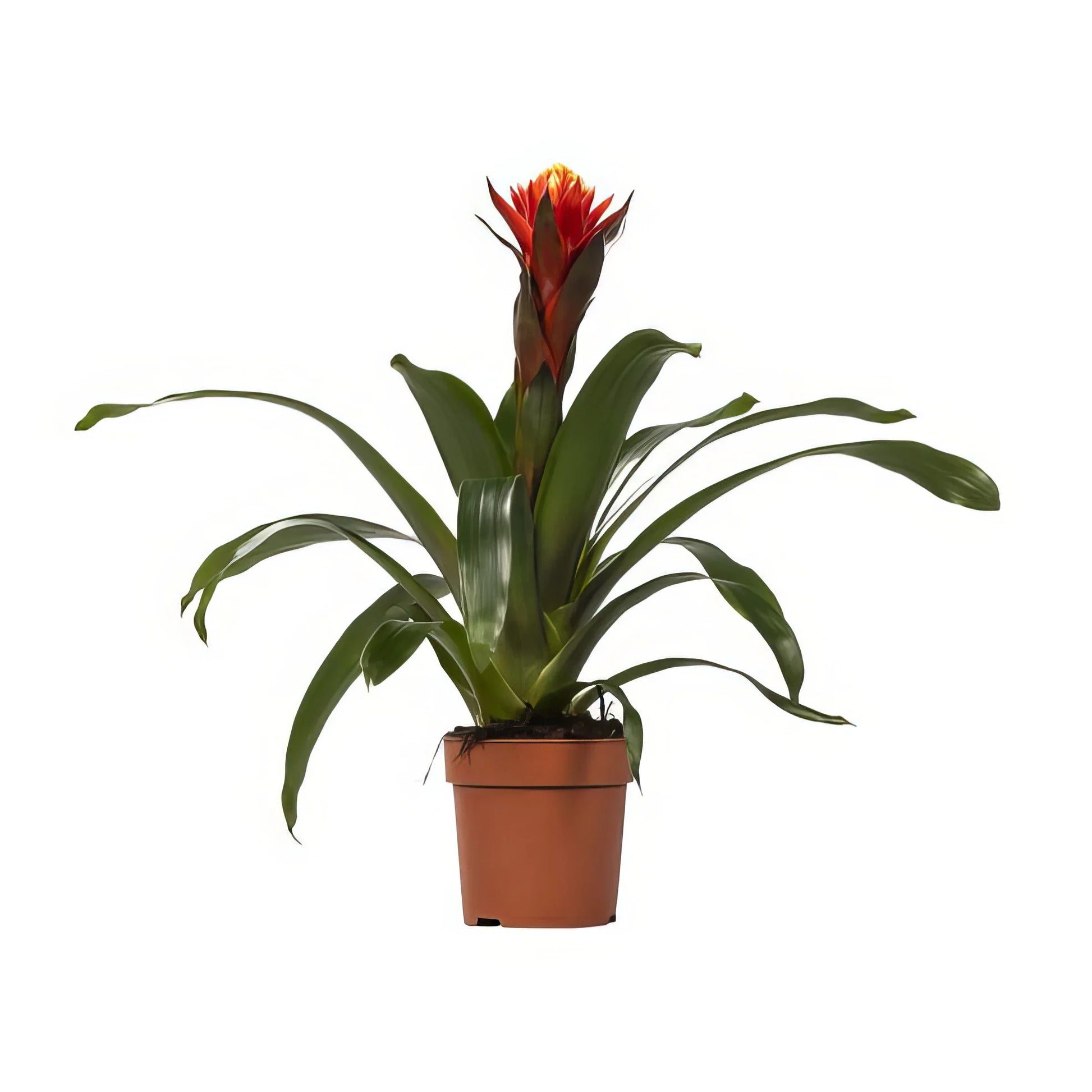 Bromelie (Guzmania Happiness) in modernem Topf, haustierfreundlich und sicher für Katzen und Hunde, Ø12 cm, H45 cm.