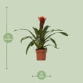 Bromelie Guzmania Happiness in stilvollem Ø12-Topf, haustierfreundlich und ideal für Katzen und Hunde.