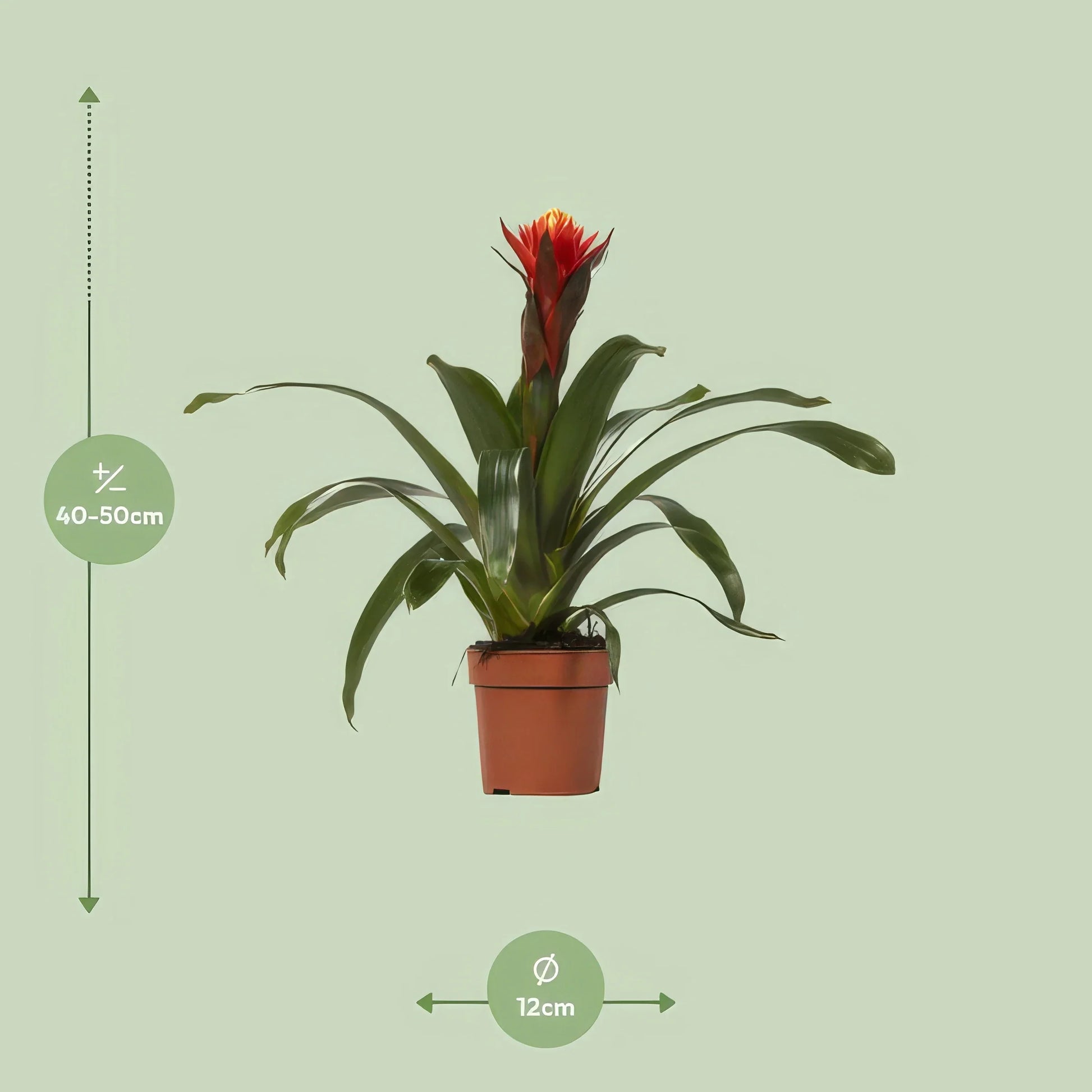 Bromelie Guzmania Happiness in stilvollem Ø12-Topf, haustierfreundlich und ideal für Katzen und Hunde.