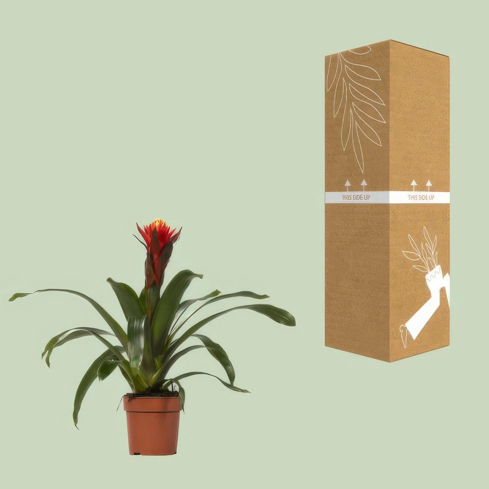 Bromelie Guzmania Happiness in schlichtem Topf, haustierfreundlich und ungiftig für Katzen und Hunde, Ø12 cm, H45 cm.