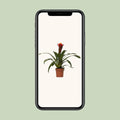 Bromelie (Guzmania Happiness) in stilvollem Topf, haustierfreundlich und sicher für Katzen und Hunde, Ø12 cm, ↕45 cm.