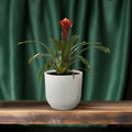 Bromelie Guzmania Happiness in stilvollem Topf, haustierfreundlich und ideal für Katzen- und Hundebesitzer.