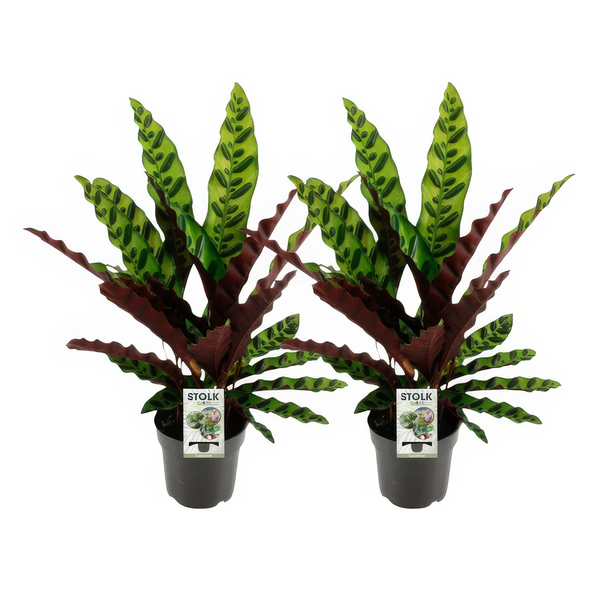 Calathea Lancifolia: Haustierfreundliche Zimmerpflanze im Topf (Ø14cm, ↕45cm), ideal für Katzen und Hunde, 2er-Set.