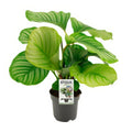 Calathea Orbifolia in 14cm Topf, 50cm hoch, haustierfreundlich und ungiftig für Katzen und Hunde.