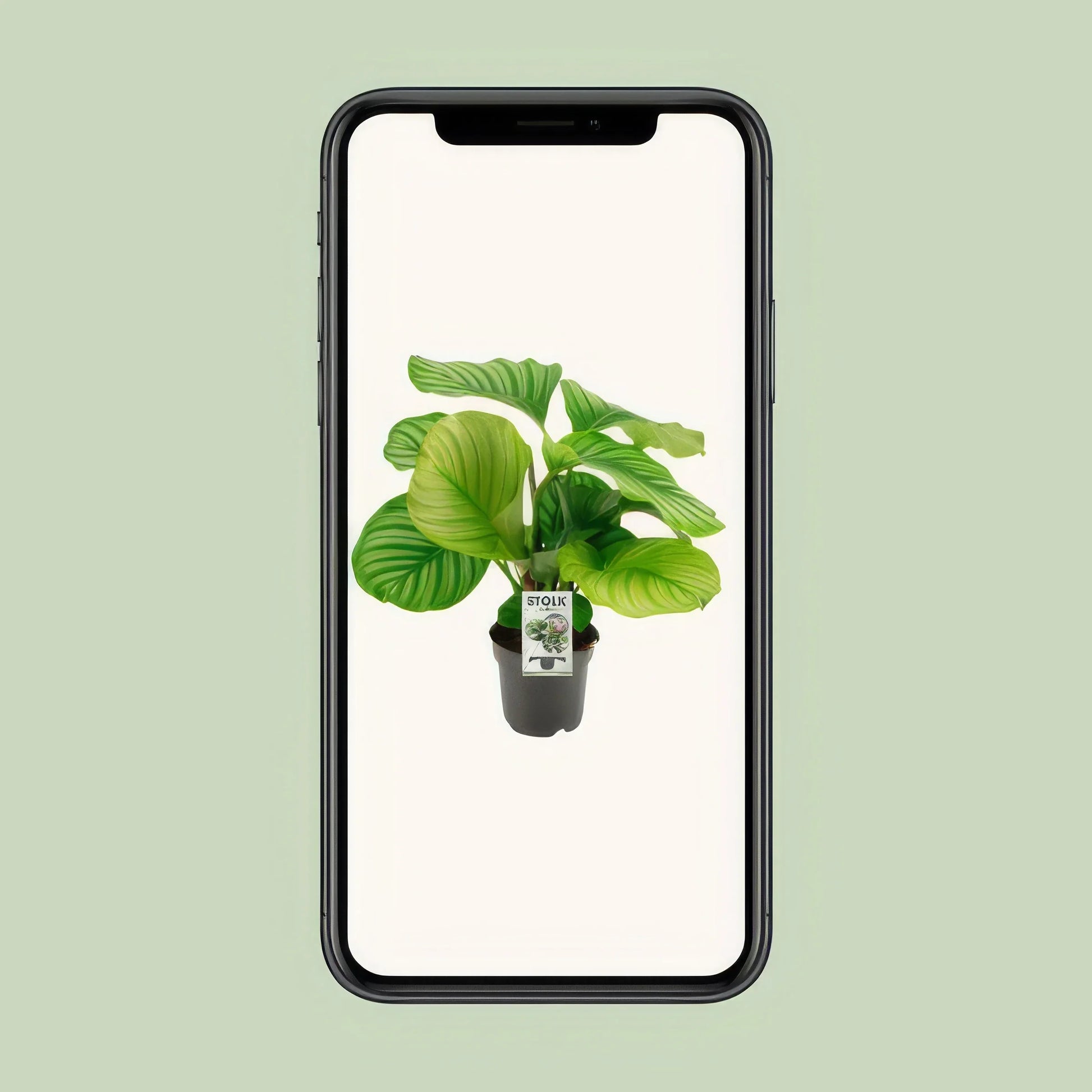 Calathea Orbifolia in stilvollem 14cm-Topf, 50cm hoch, haustierfreundlich und sicher für Katzen und Hunde, ideal für Ihr Zuha