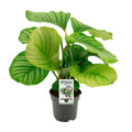 Calathea Orbifolia in stilvollem 14cm Topf, 50cm hoch, ideal für haustierfreundliche Haushalte, sicher für Katzen und Hunde.