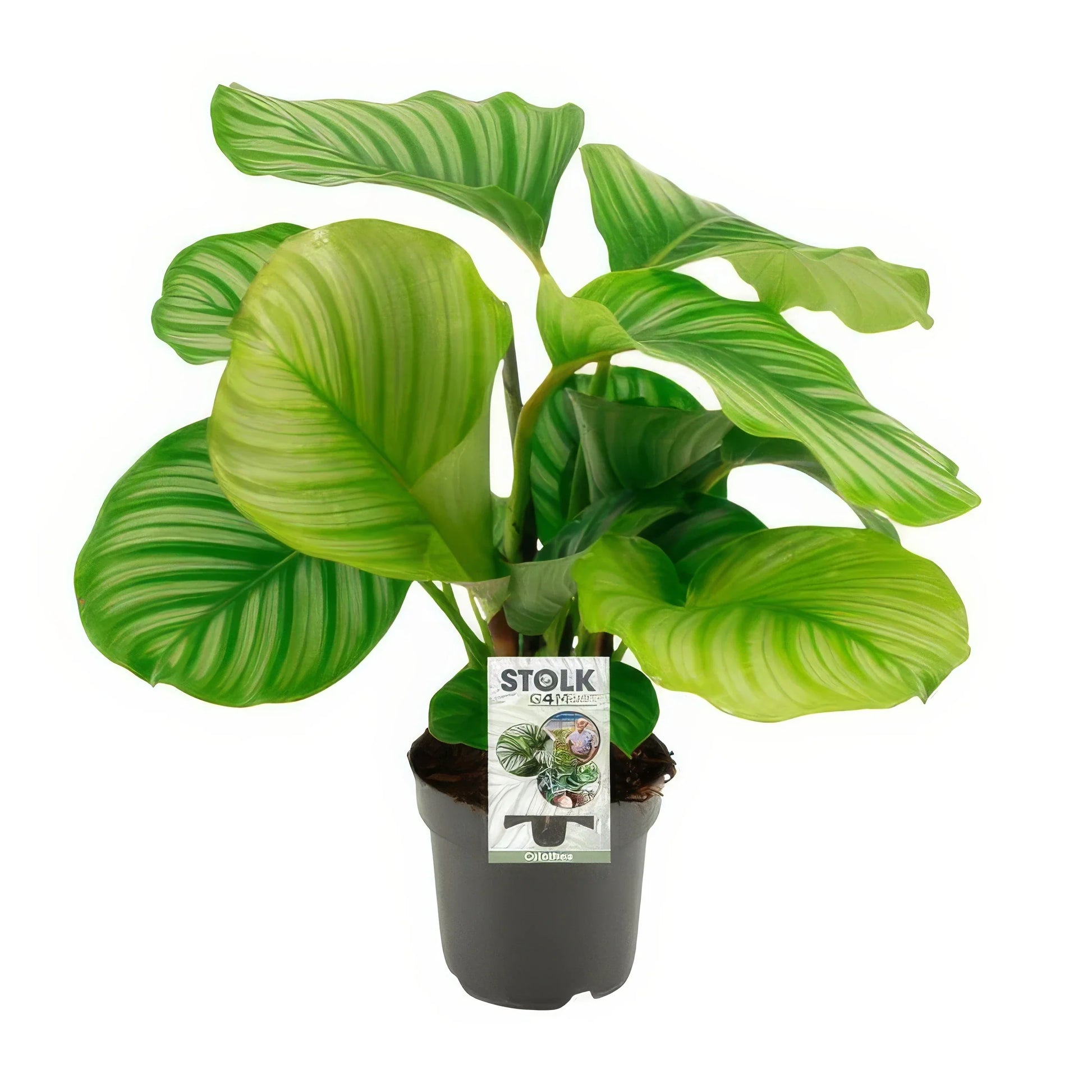 Calathea Orbifolia in stilvollem 14cm Topf, 50cm hoch, ideal für haustierfreundliche Haushalte, sicher für Katzen und Hunde.
