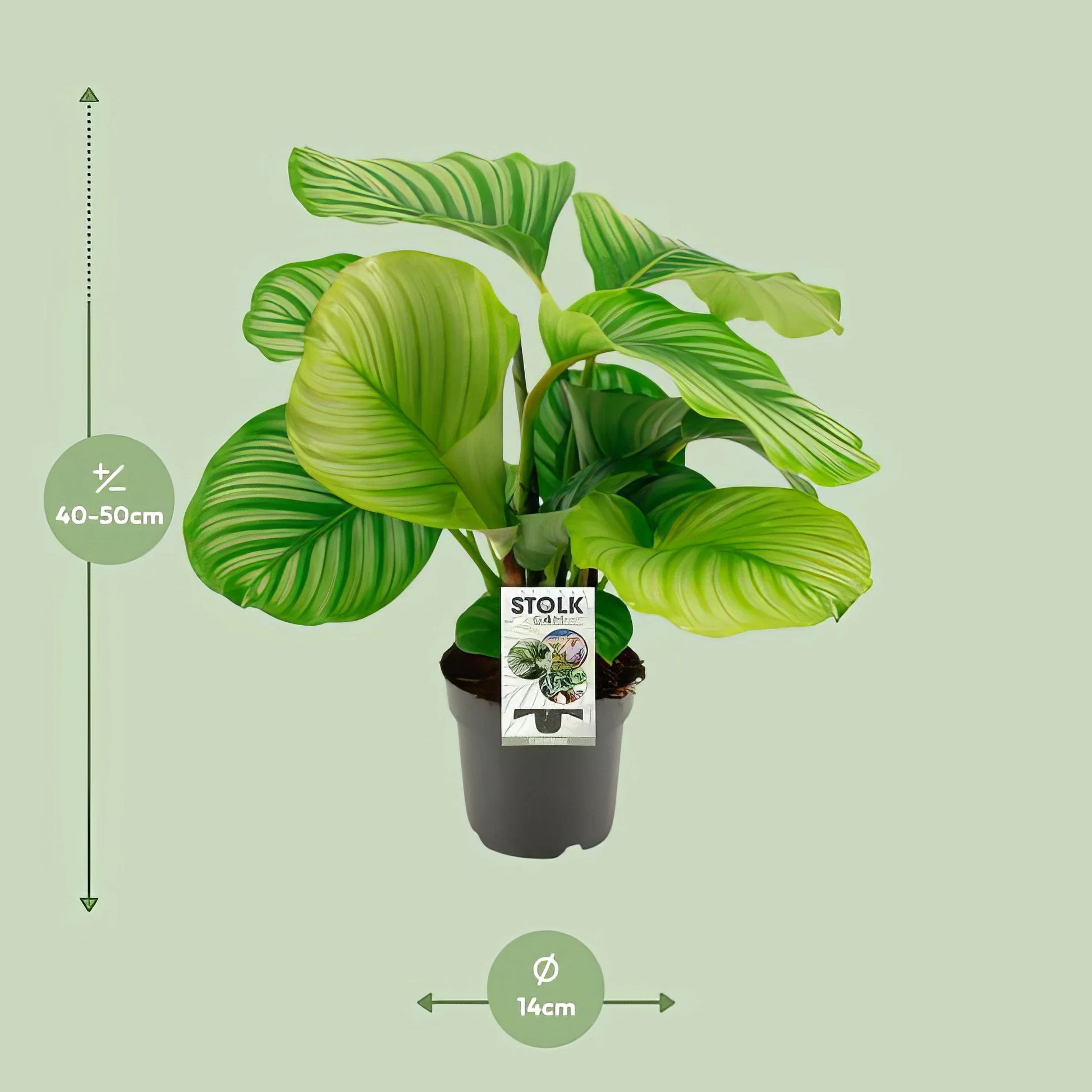 Calathea Orbifolia in weißem 14cm-Topf, 50cm hoch, haustierfreundlich und ungiftig für Katzen und Hunde, stilvoll und modern.