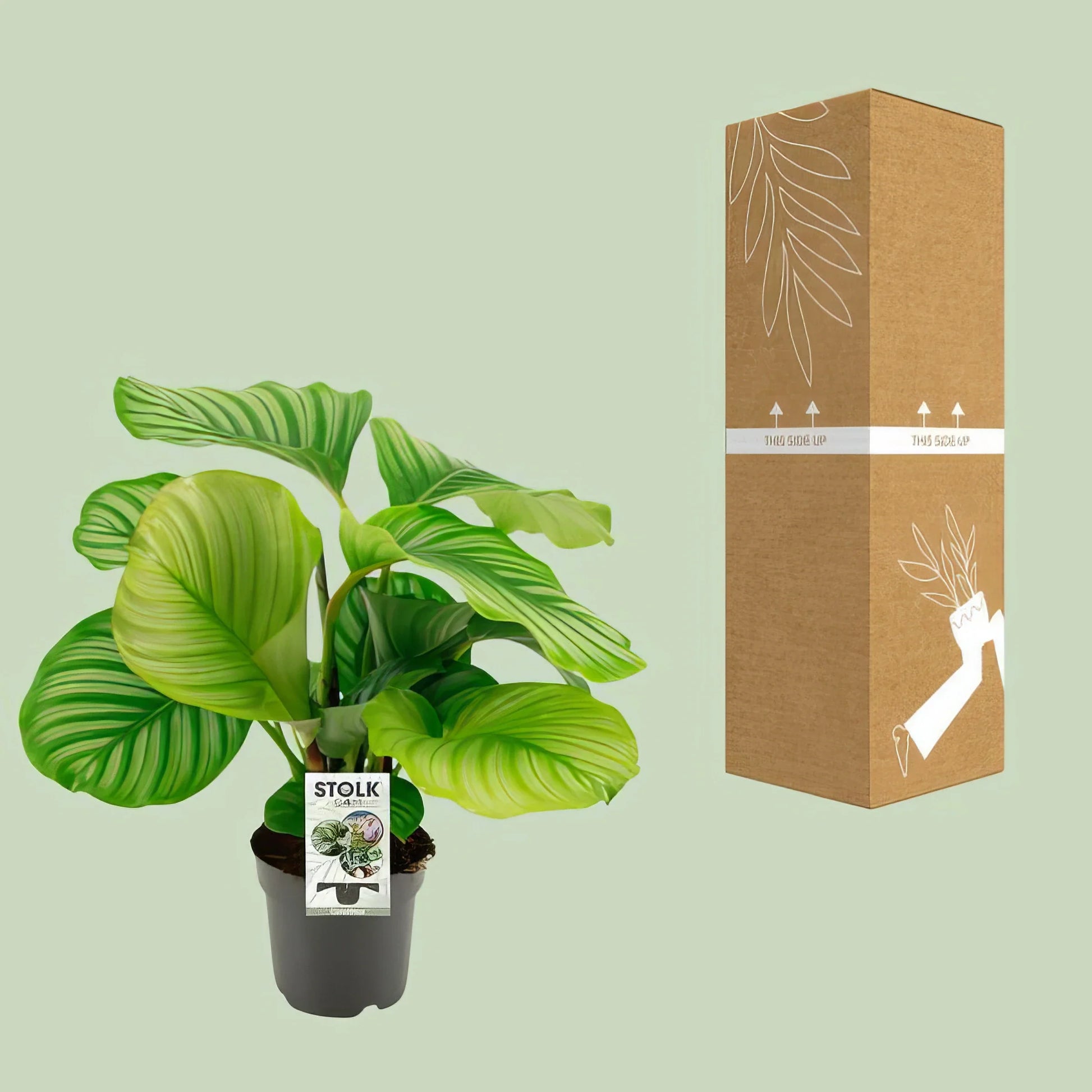 Calathea Orbifolia in dekorativem Topf, Ø14cm ↕50cm, haustierfreundlich und sicher für Katzen und Hunde.
