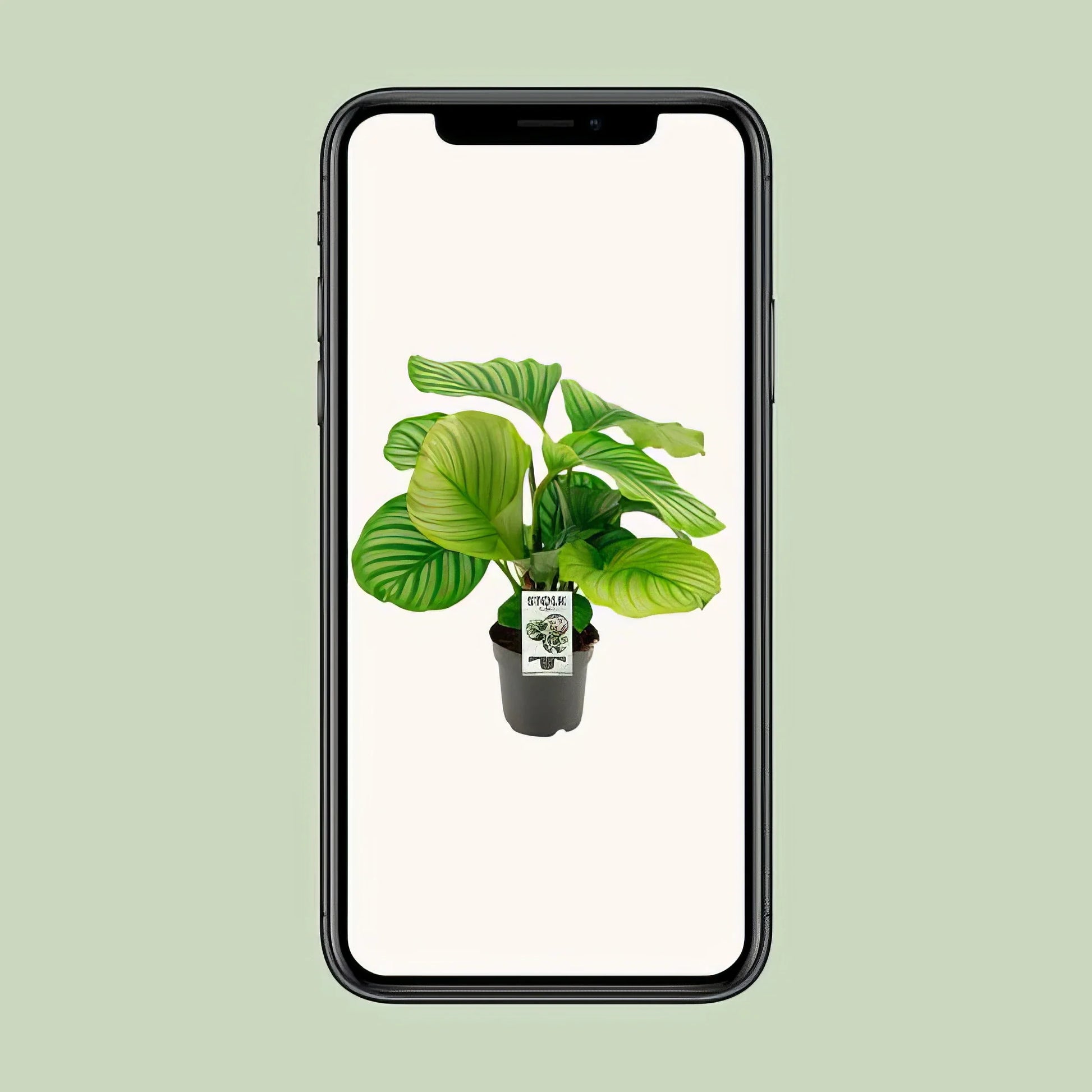 Calathea Orbifolia in 14cm Topf, 50cm hoch, stilvoll und haustierfreundlich, ideal für katzen- und hundesicheres Zuhause.