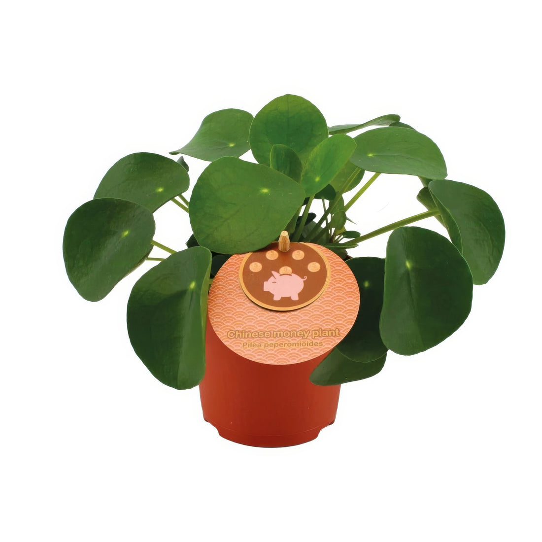 Chinesischer Geldbaum (Pilea Peperomioides) in 11cm Topf, 15cm hoch, haustierfreundlich und sicher für Katzen und Hunde.