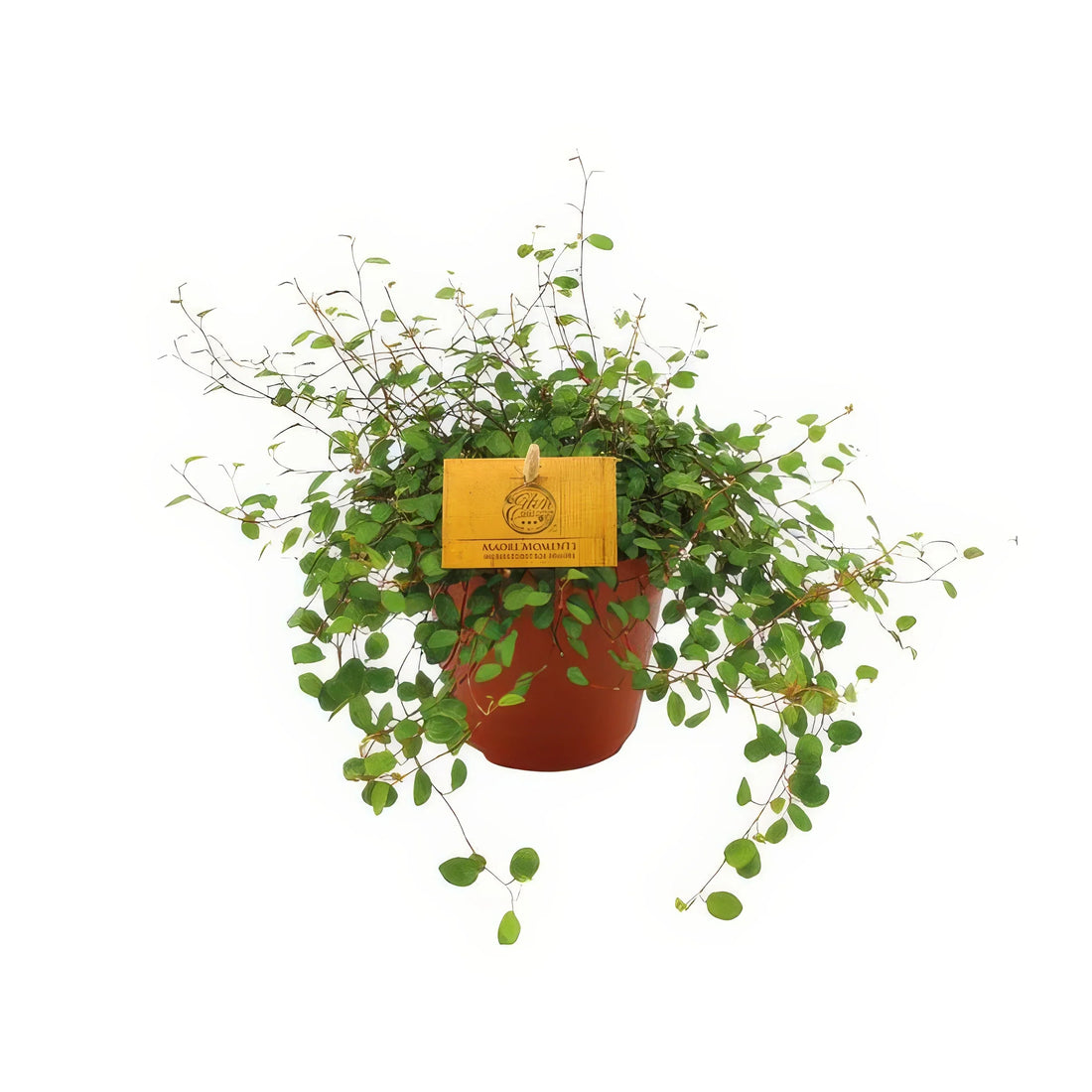 Drahtwein (Muehlenbeckia 'Maori') in 12cm Topf, Höhe 20cm, ungiftig für Katzen/Hunde, ideales Haustier-freundliches Deko-Elem