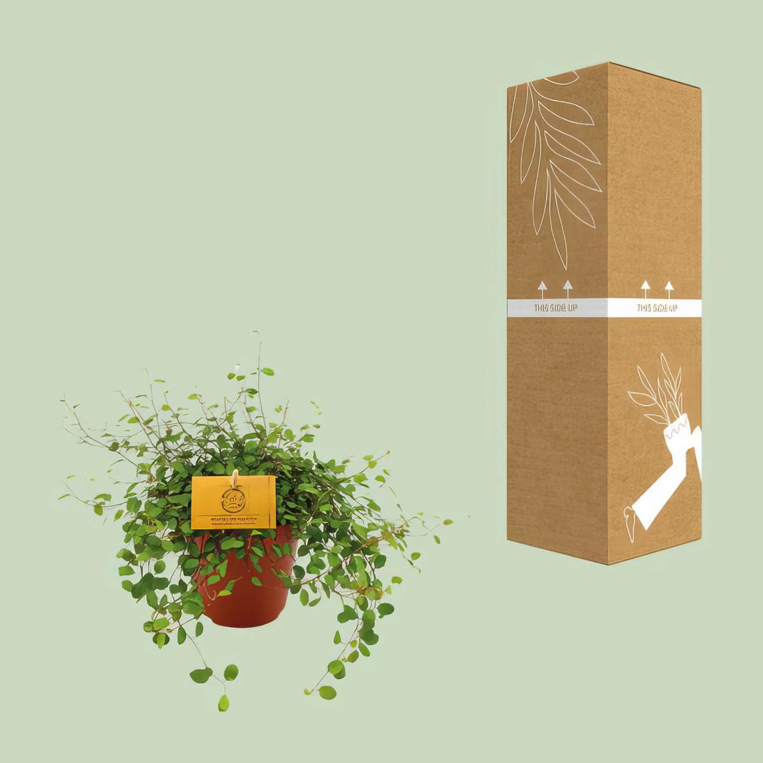 Drahtwein (Muehlenbeckia 'Maori') in 12cm Topf, Höhe 20cm, ungiftig für Katzen/Hunde, ideales Haustier-freundliches Deko-Elem