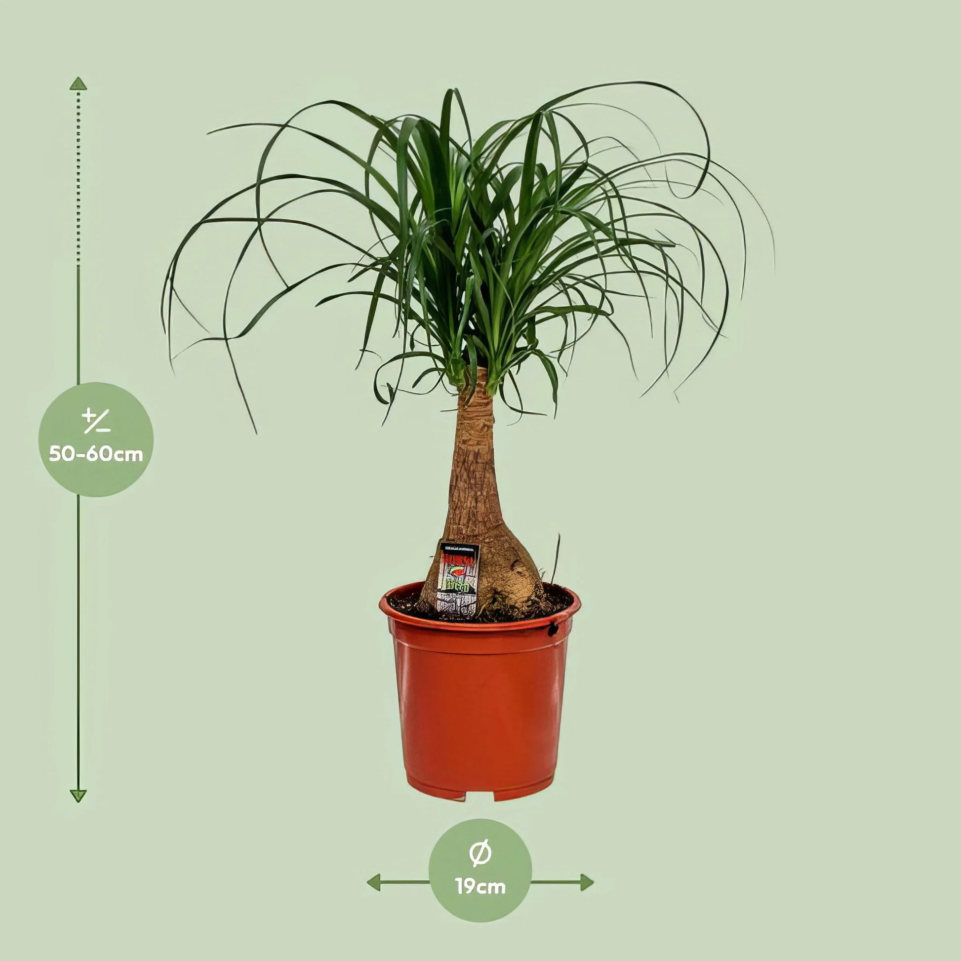 Elefantenfuß Nolina in modernem Topf, haustierfreundlich, ungiftig für Katzen und Hunde, Ø19cm, Höhe 60cm.
