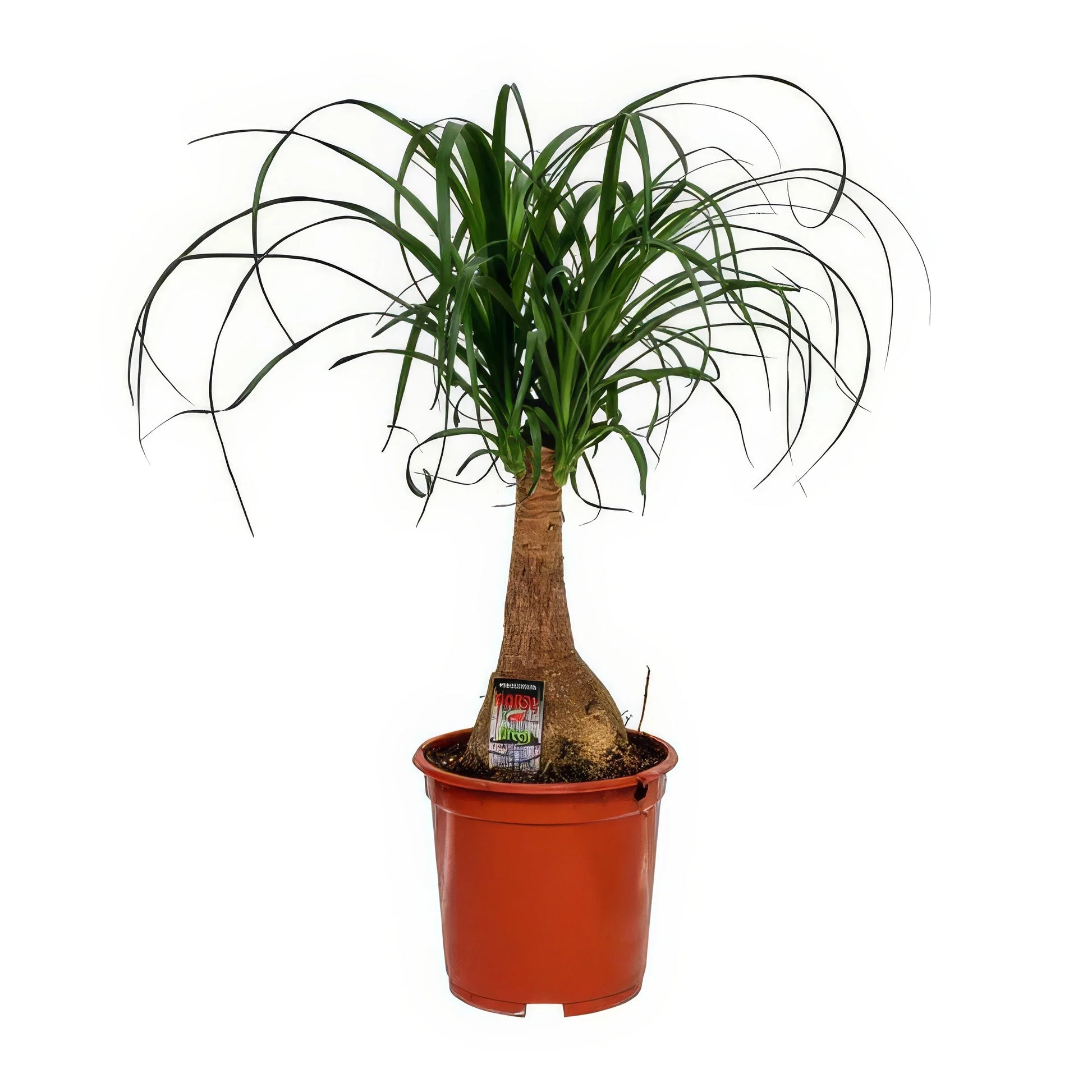 Elefantenfuß Nolina Ø19cm in elegantem Topf, 60cm hoch, ideal für haustierfreundliche Haushalte, ungiftig für Katzen und Hund