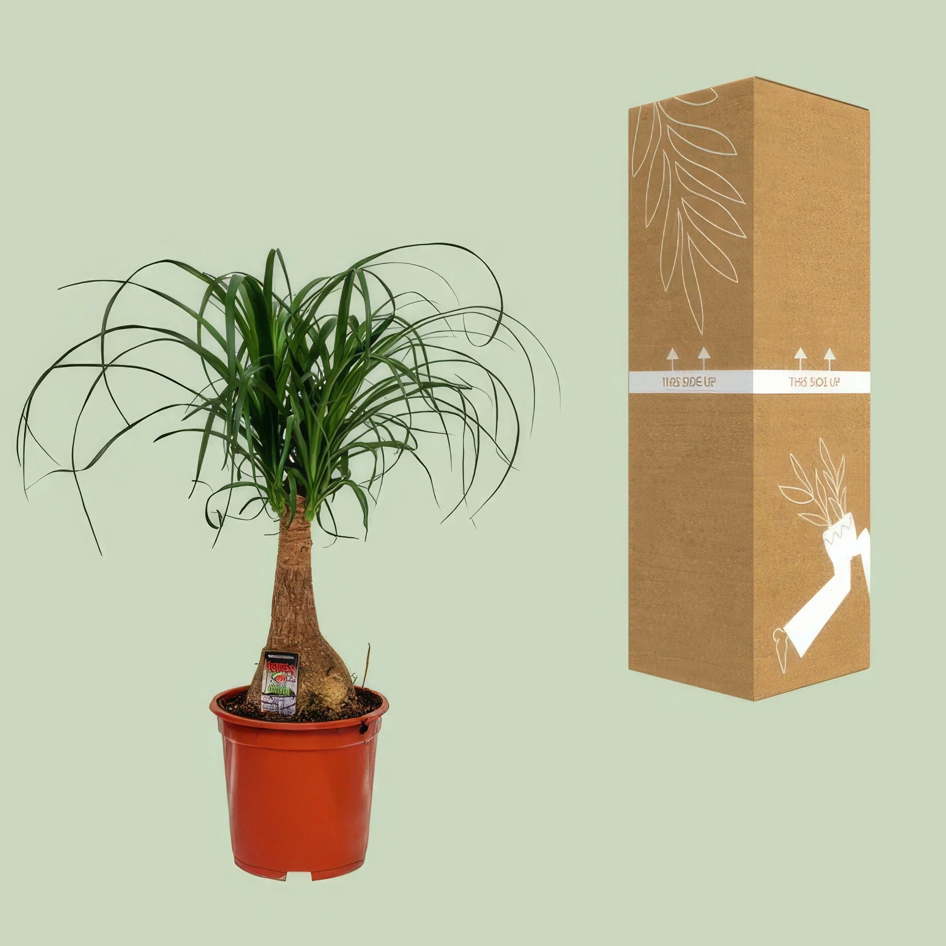 Elefantenfuß Nolina in modernem Topf, haustierfreundlich und ideal für Katzen und Hunde, Ø19 cm, Höhe 60 cm.