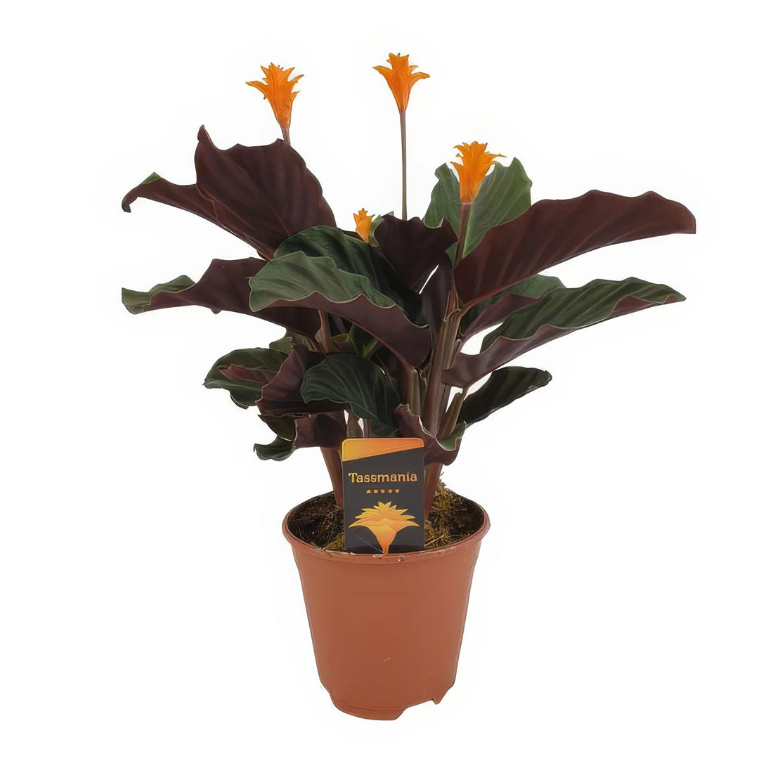 Ewige Flamme (Calathea Crocata), Ø14cm, ↕40cm, stilvoll im Topf; haustierfreundlich, sicher für Katzen und Hunde.