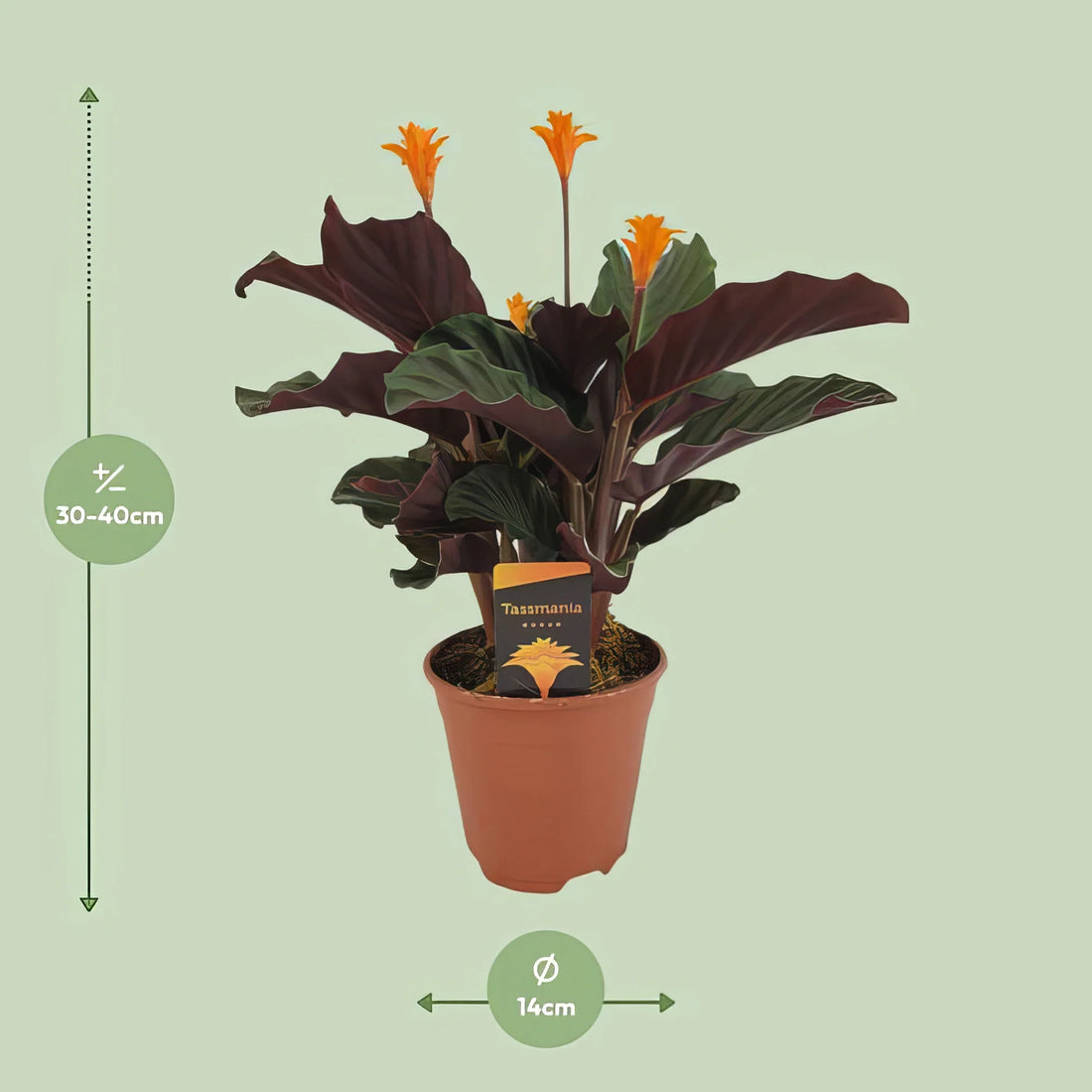 Ewige Flamme (Calathea Crocata), Ø14cm, ↕40cm, stilvoll im Topf; haustierfreundlich, sicher für Katzen und Hunde.