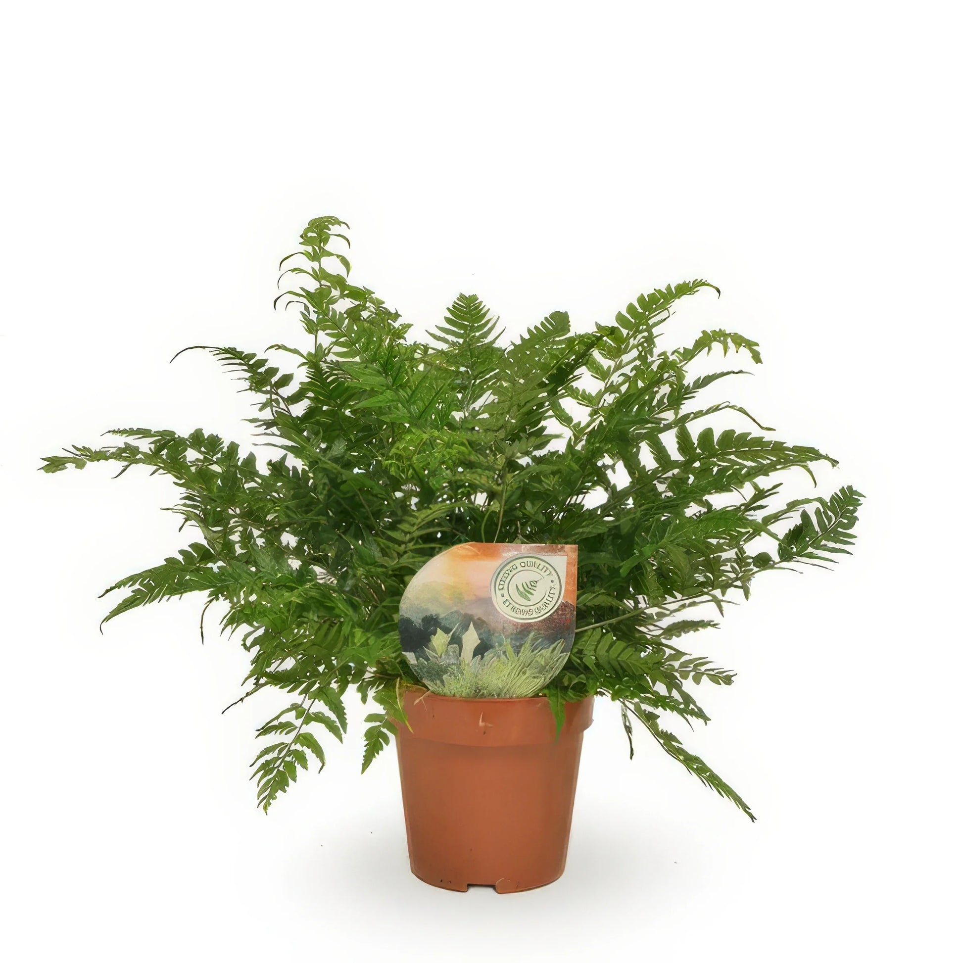 Filigraner Farn Polystichum Tsussimense im D12cm Topf, 30cm hoch, haustierfreundlich und ungiftig für Katzen und Hunde.