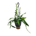 Fischgrätenkaktus (Epiphyllum Anguliger) in elegantem Topf, haustierfreundlich, sicher für Katzen und Hunde, Größe Ø14cm, H35