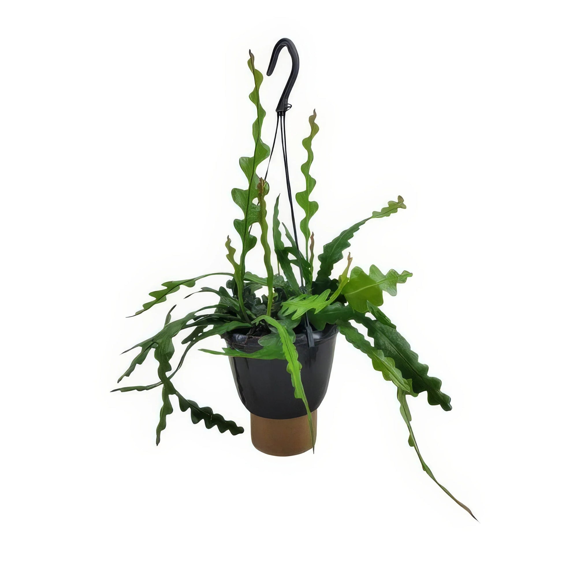 Fischgrätenkaktus (Epiphyllum Anguliger) in elegantem Topf, haustierfreundlich, sicher für Katzen und Hunde, Größe Ø14cm, H35