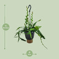 Fischgrätenkaktus (Epiphyllum Anguliger) in 14cm-Topf, 35cm hoch, haustierfreundlich für Katzen und Hunde, moderne Optik.