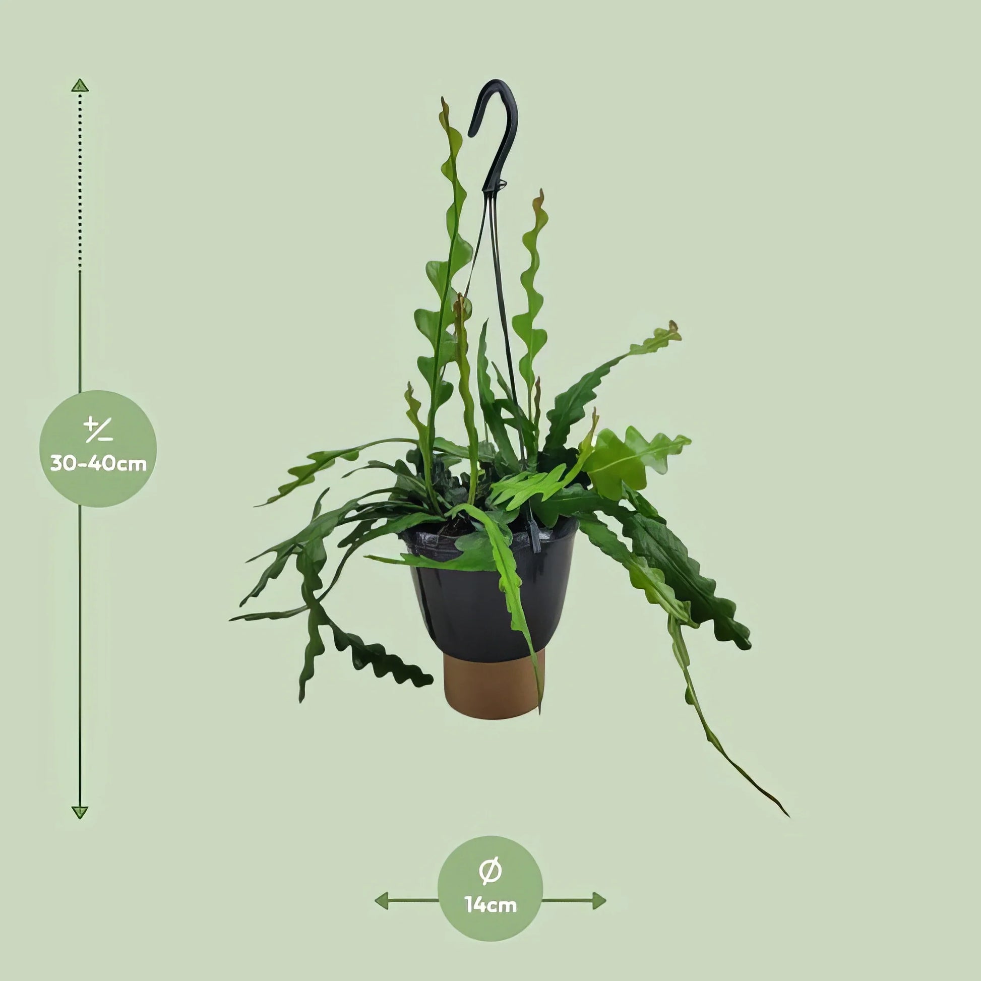 Fischgrätenkaktus (Epiphyllum Anguliger) in 14cm-Topf, 35cm hoch, haustierfreundlich für Katzen und Hunde, moderne Optik.