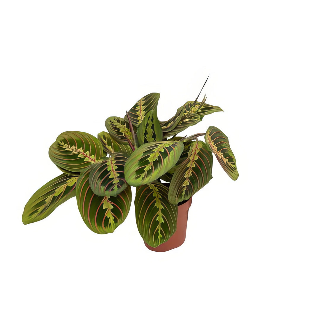 Haustierfreundliche Gebetspflanze Maranta Fascinator in modernem Topf, Ø12cm, ↕20cm, sicher für Katzen und Hunde.