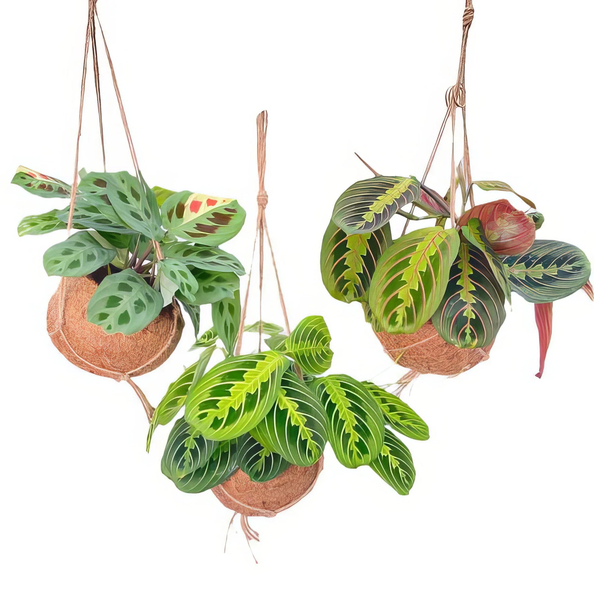 Gebetspflanze im Kokos-Topf, haustierfreundlich, 3er Set Maranta Mix, natürliches Design, Ø15cm, Höhe 20cm, sicher für Katzen