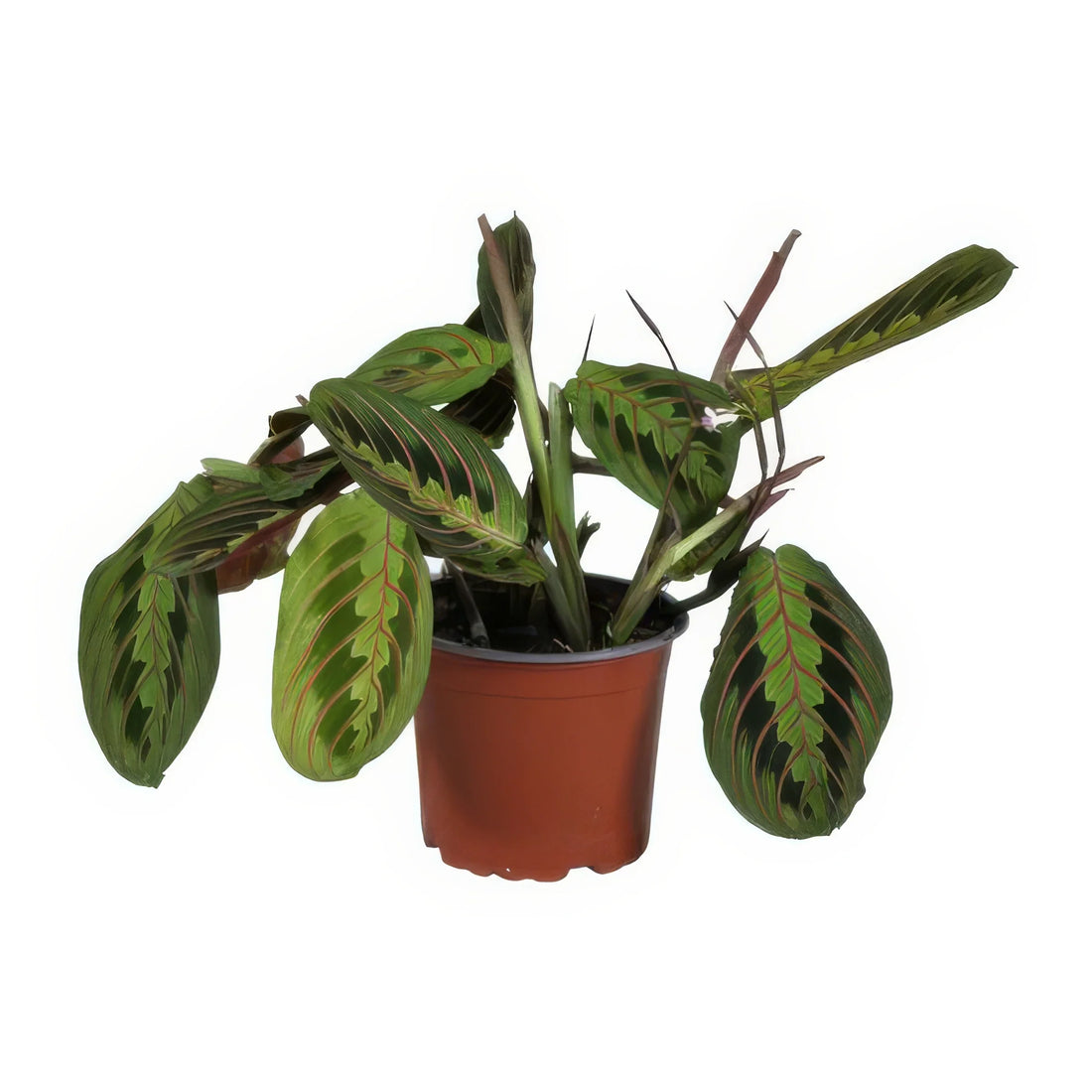 Gebetspflanze (Maranta Leuconeura Fascinator) in frischem Topf, haustierfreundlich, ungiftig für Katzen und Hunde, Ø12cm, ↕30