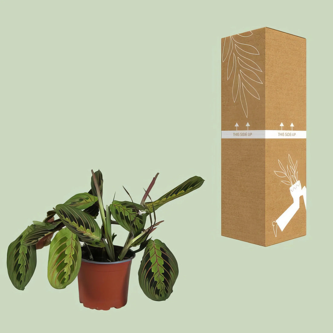 Gebetspflanze (Maranta Leuconeura Fascinator) in frischem Topf, haustierfreundlich, ungiftig für Katzen und Hunde, Ø12cm, ↕30