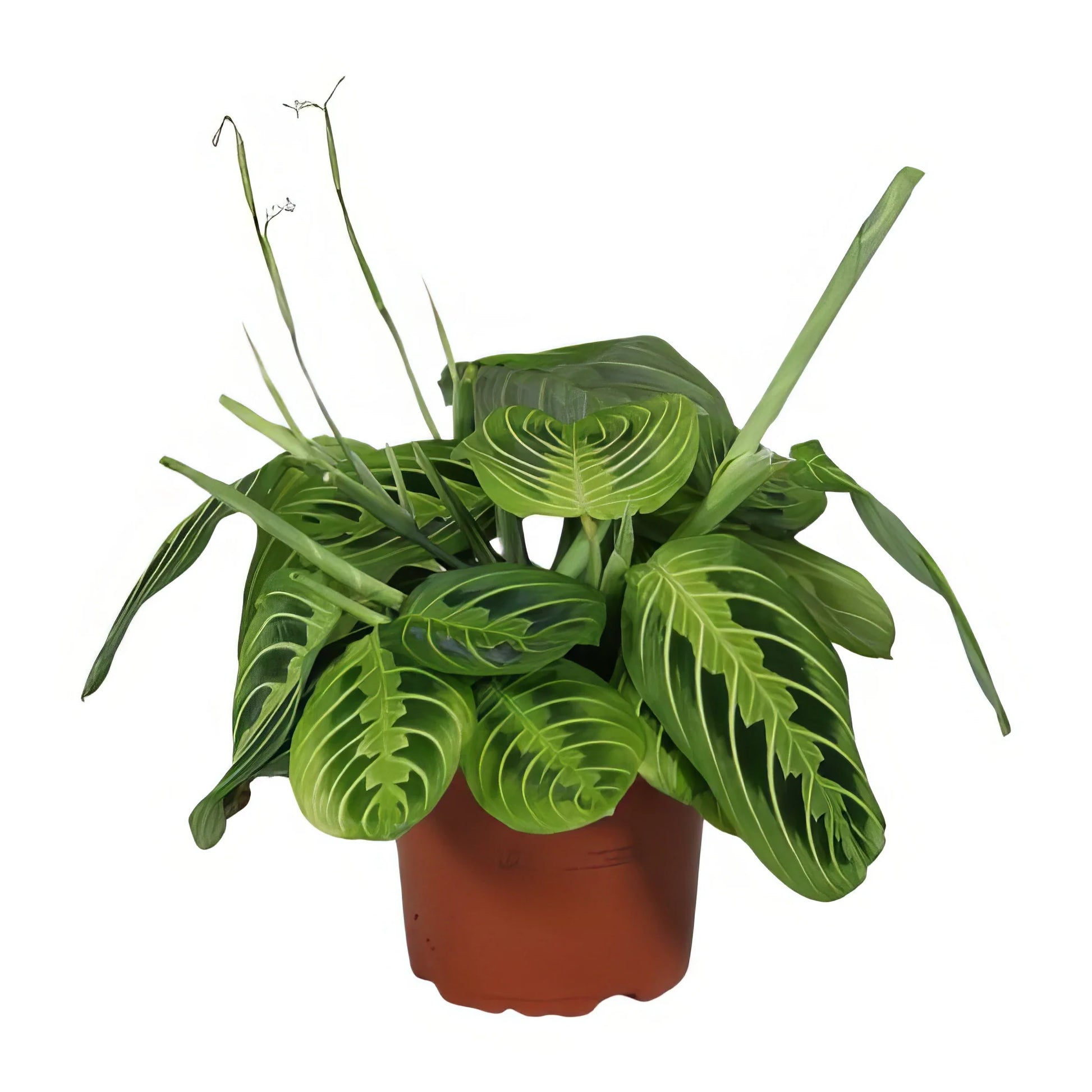 Gebetspflanze Maranta Leuconeura 'Lemon Lime', Ø12cm, ↕30cm, haustierfreundlich, sicher für Katzen und Hunde, stilvoller Topf