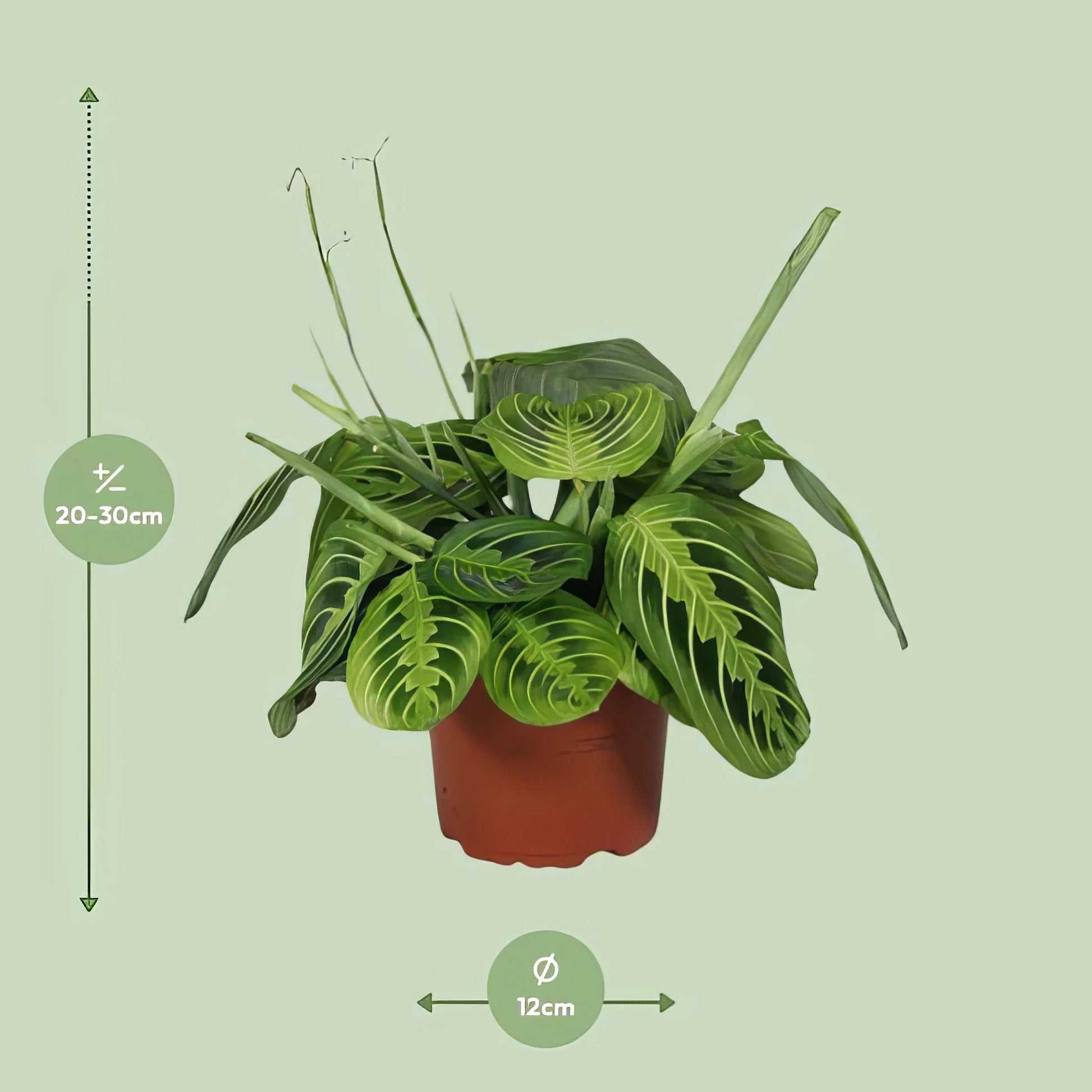 Gebetspflanze Maranta Leuconeura Fascinator 'Lemon Lime', Ø12cm, ↕30cm, haustierfreundlich, im modernen Topf, sicher für Katz
