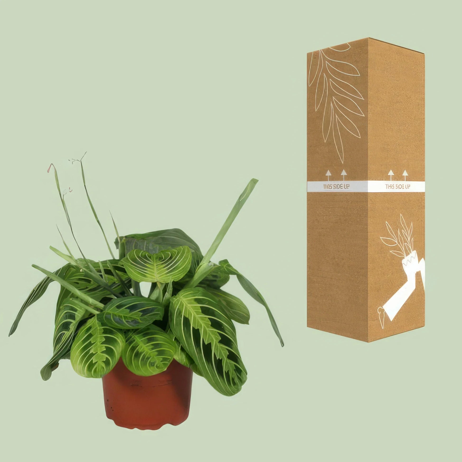 Gebetspflanze Maranta Lemon Lime in elegantem 12cm Topf, 30cm hoch, ideal für haustierfreundliche Haushalte, ungiftig für Kat