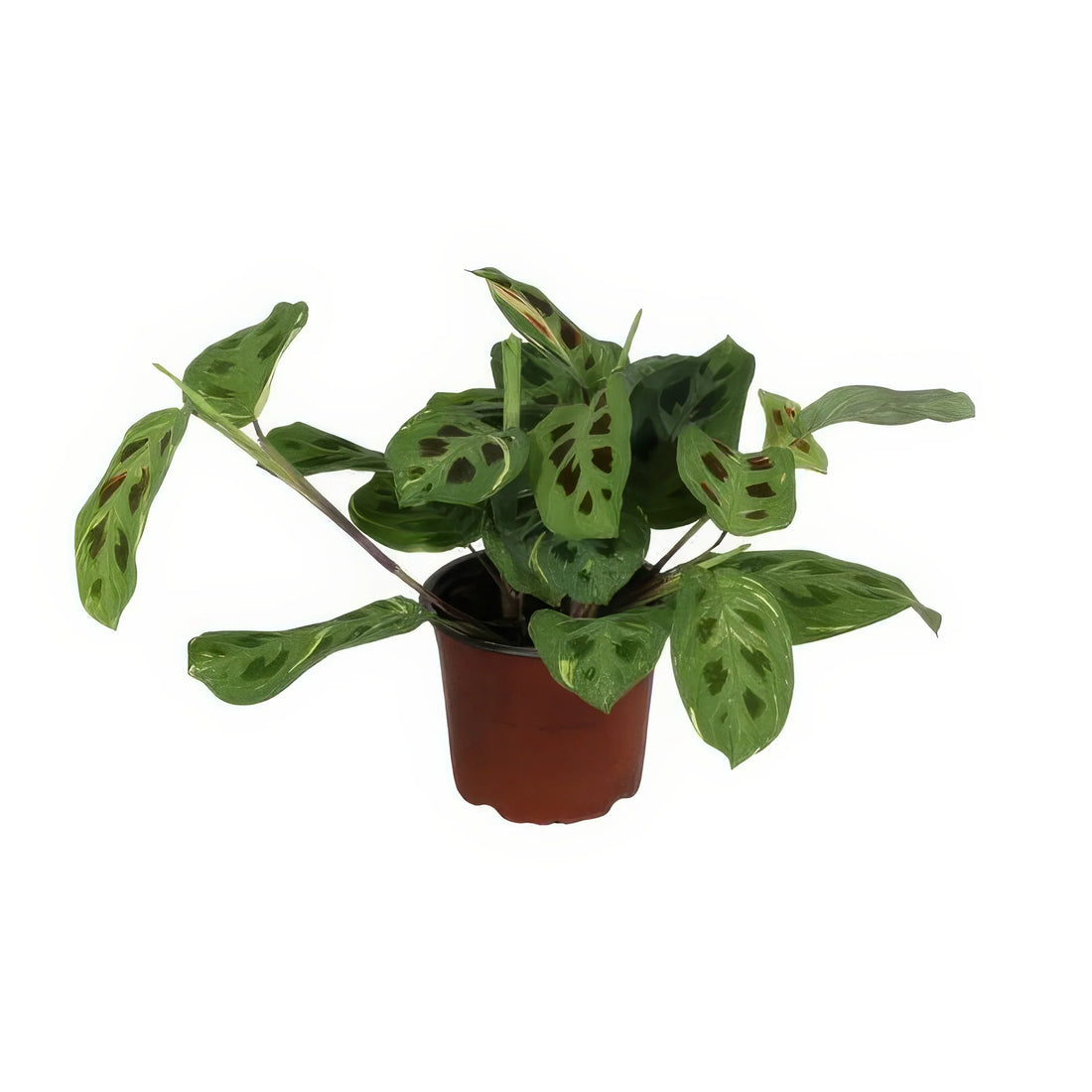 Gebetspflanze Maranta Leuconeura Fascinator 'Variegata' im 12cm Topf, haustierfreundlich, ideal für Katzen und Hunde, 30cm ho