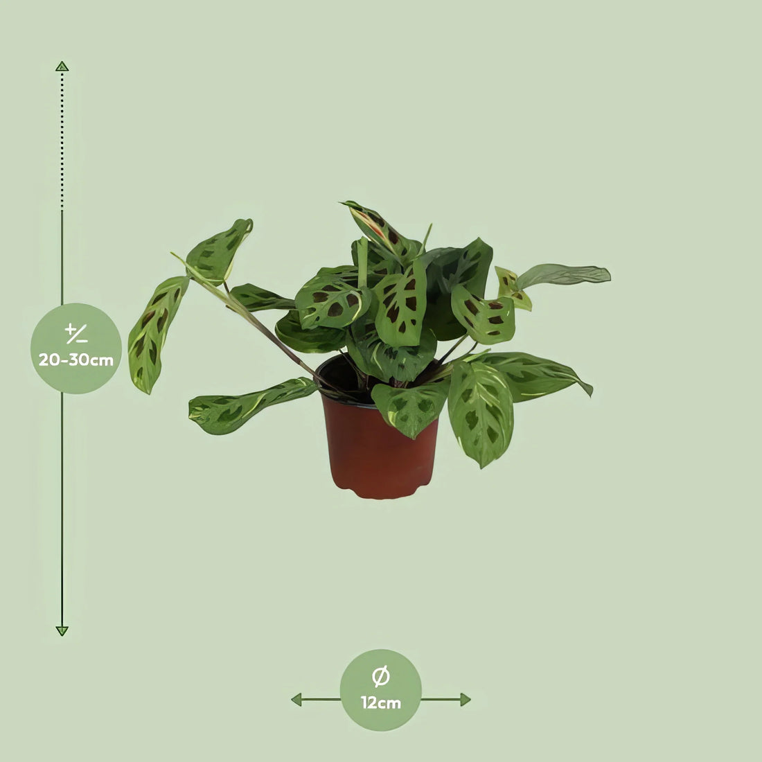 Gebetspflanze Maranta Leuconeura Fascinator 'Variegata' im 12cm Topf, haustierfreundlich, ideal für Katzen und Hunde, 30cm ho