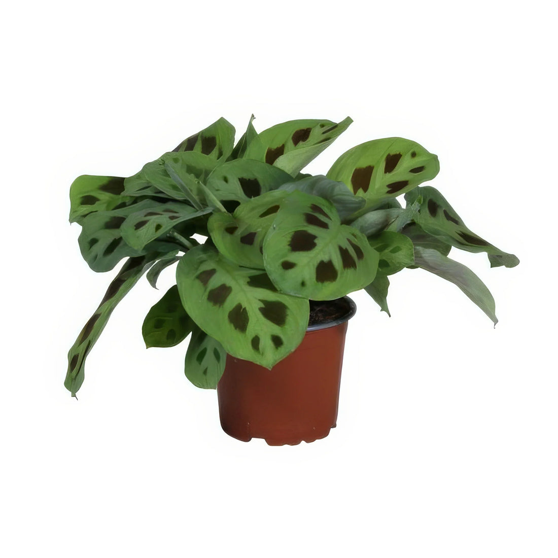 Gebetspflanze Maranta Leuconeura 'Kerchoveana' in Topf, ∅12cm, H30cm, haustierfreundlich, sicher für Katzen und Hunde.