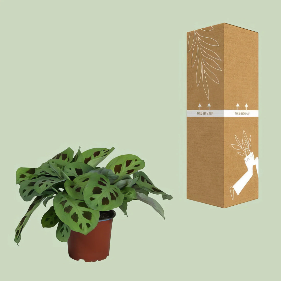 Gebetspflanze Maranta Leuconeura 'Kerchoveana' in Topf, ∅12cm, H30cm, haustierfreundlich, sicher für Katzen und Hunde.