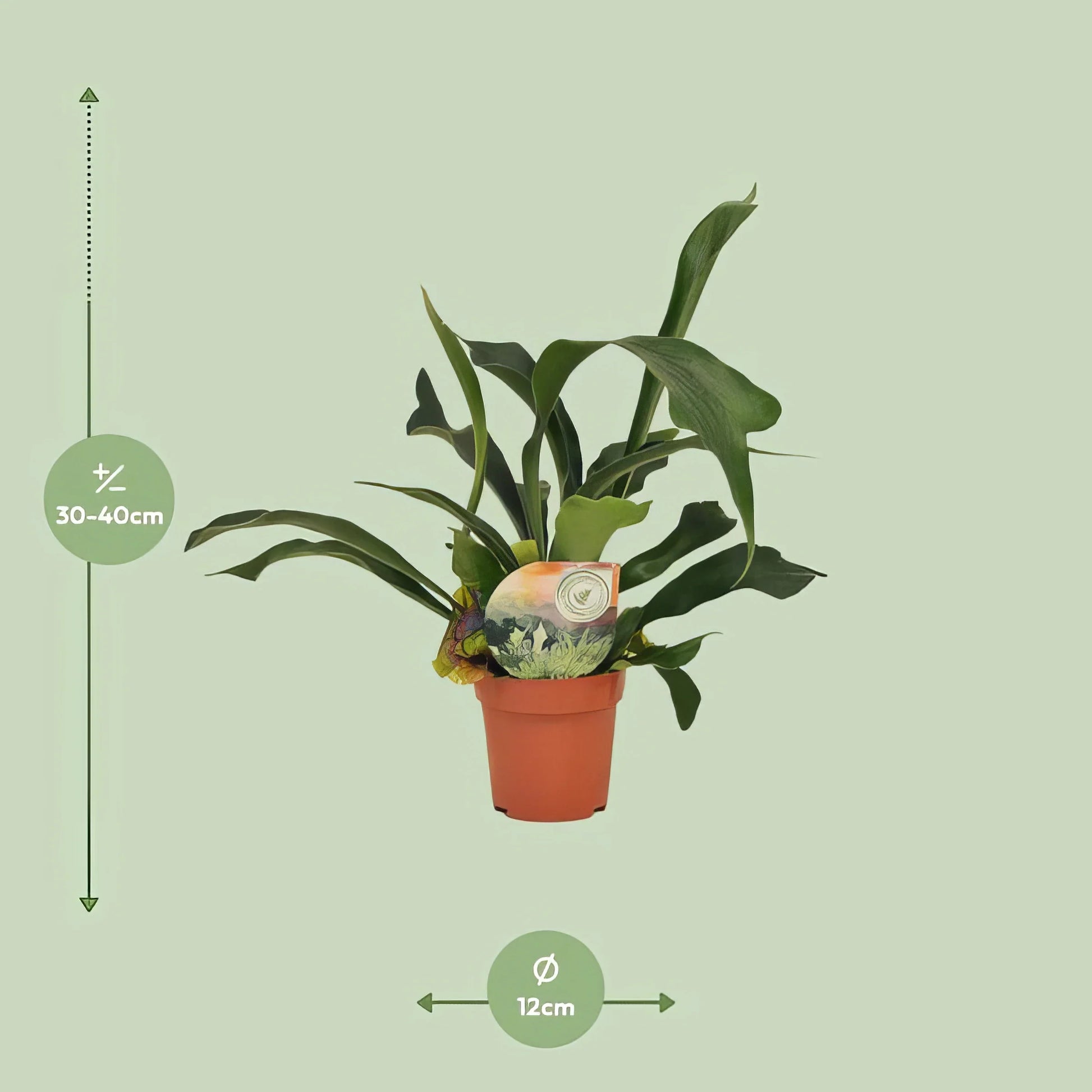 Geweihfarn (Platycerium Bifurcatum) in 12cm Topf, 35cm hoch, haustierfreundlich, ideal für Katzen und Hunde.