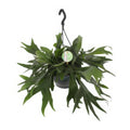 Geweihfarn (Platycerium Bifurcatum), Ø21cm-Topf, 50cm hoch, haustierfreundlich, ideal für Katzen- und Hundebesitzer.