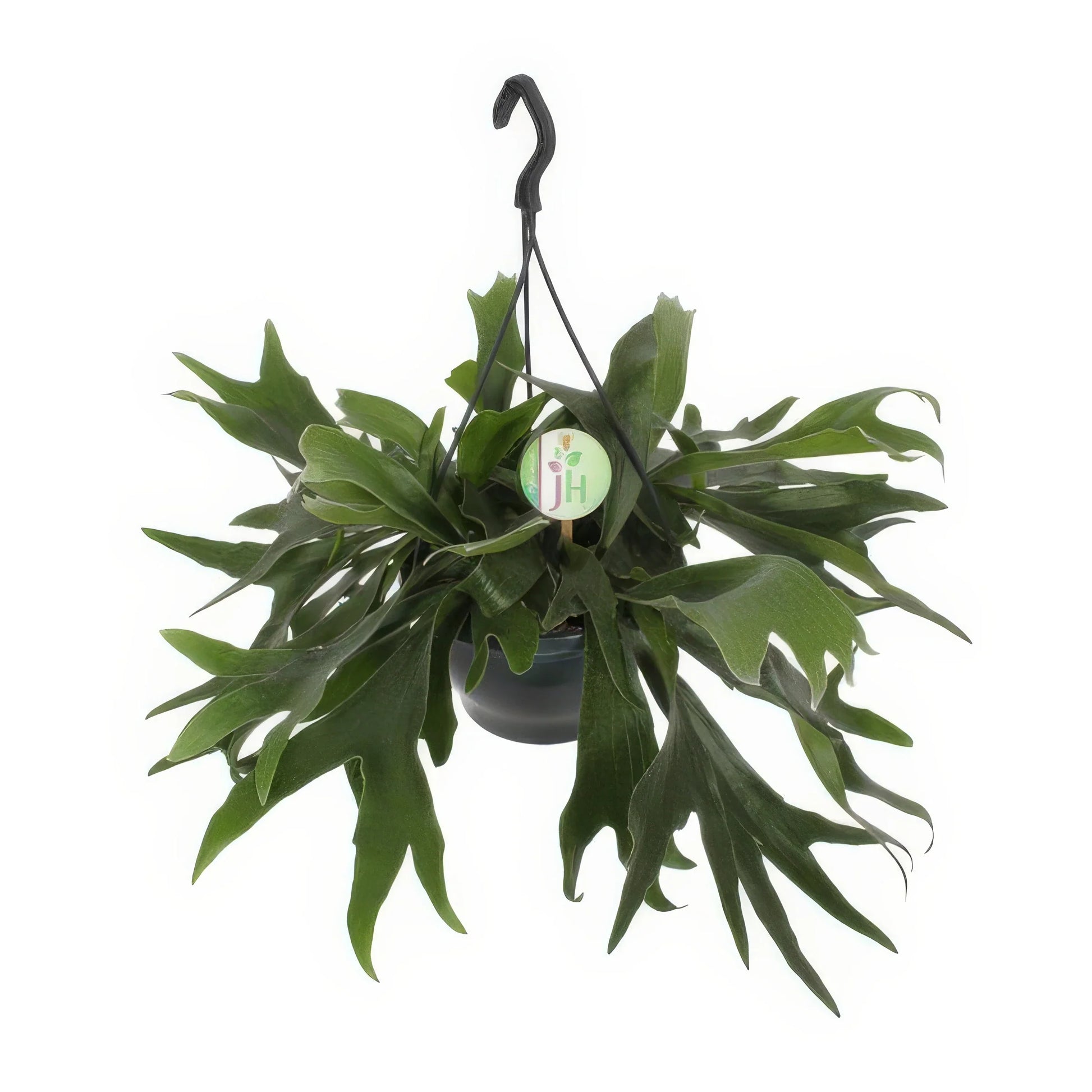 Geweihfarn (Platycerium Bifurcatum), Ø21cm-Topf, 50cm hoch, haustierfreundlich, ideal für Katzen- und Hundebesitzer.