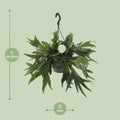 Geweihfarn (Platycerium Bifurcatum), Ø21cm, Höhe 50cm, haustierfreundlich, ideal für Katzen- und Hundebesitzer.