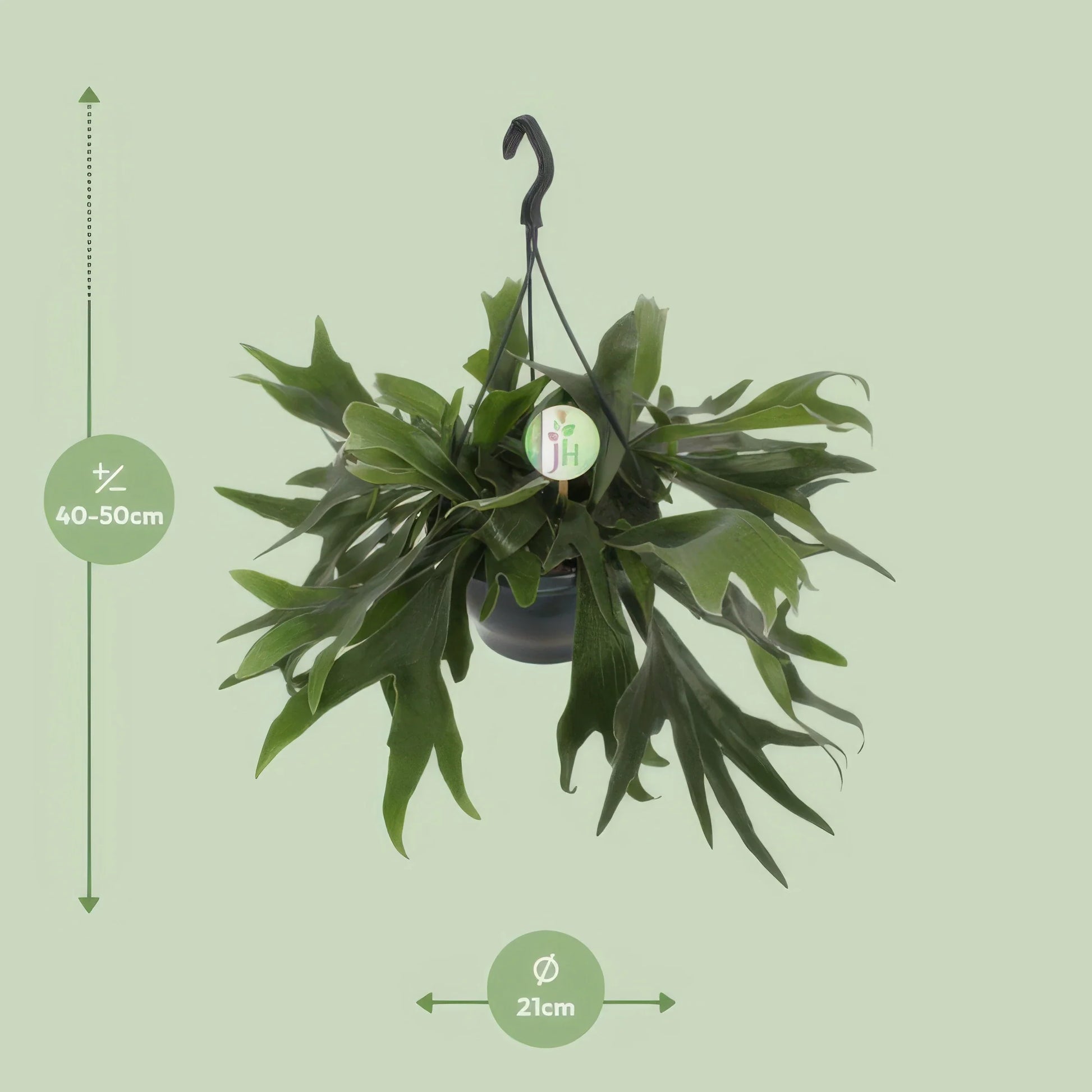 Geweihfarn (Platycerium Bifurcatum), Ø21cm, Höhe 50cm, haustierfreundlich, ideal für Katzen- und Hundebesitzer.