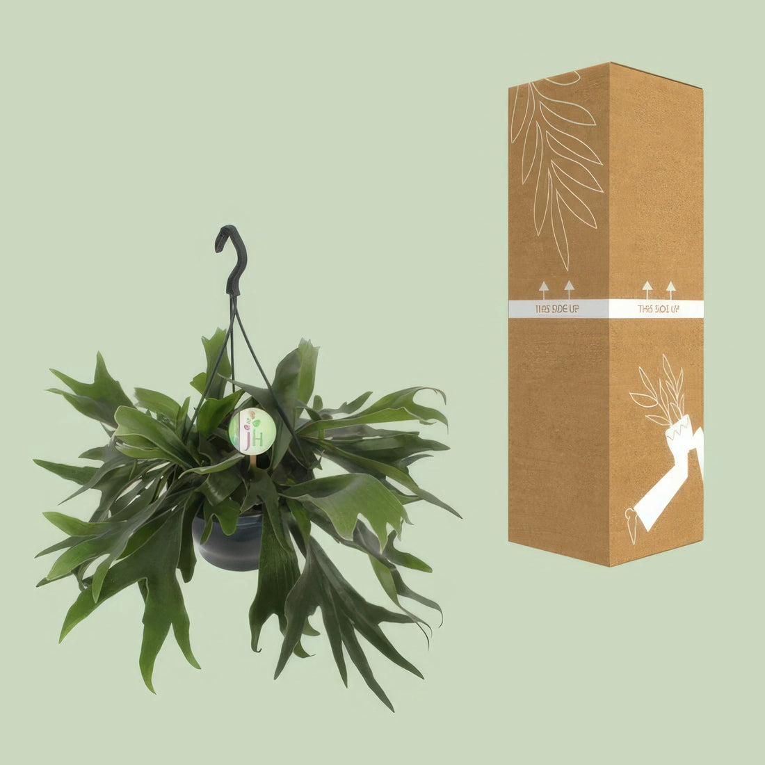 Geweihfarn (Platycerium Bifurcatum), Ø21cm-Topf, 50cm hoch, haustierfreundlich, ideal für Katzen- und Hundebesitzer.