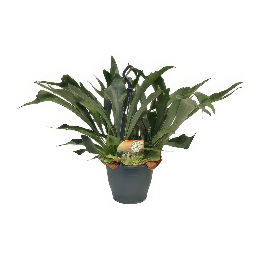 Geweihfarn (Platycerium Bifurcatum) Ø21cm, H50cm, haustierfreundlich, im stilvollen Topf, ideal für tierfreundliche Räume.